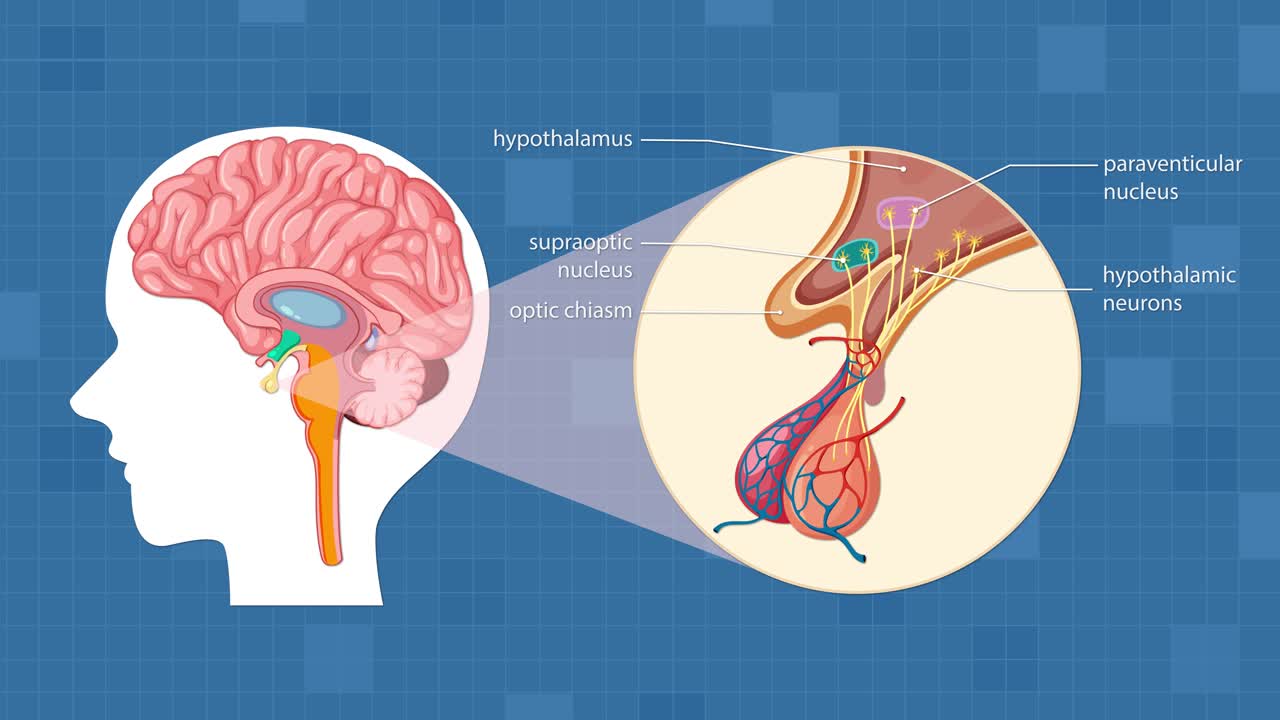 Medical animation zooms from brain profile to detailed pituitary gland anatomy, highlighting hypothalamus, labeled structures, and neural pathways with smooth transitions and clear labeling