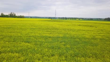 Luftüberflug-über-Blühendes-Rapsfeld,-Flug-über-Gelbe-Rapsblüten,-Idyllische-Bauernlandschaft-Mit-Hochspannungsleitung,-Bewölkter-Tag,-Aufsteigender-Drohnenschuss,-Der-Sich-Vorwärts-Bewegt