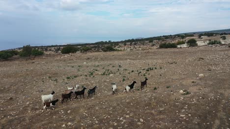 Toma-Aérea-De-Un-Grupo-De-Cabras-Caminando-En-Fila-India-Por-Una-Ladera-De-Montaña-En-La-Naturaleza