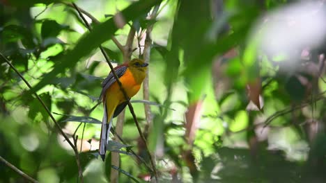 orange-breasted trogon, harpactes oreskios, kaeng krachan national park, thailand