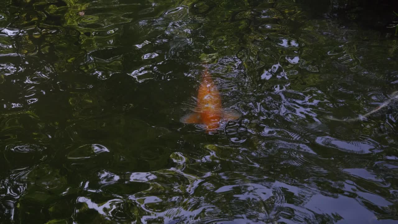 Golden Koi fish swimming inside pond in typical Japanese landscape garden