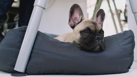 french bulldog puppy lying on bed under desk in office