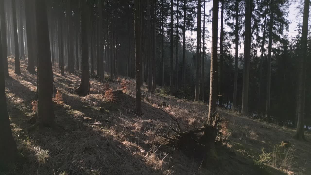 A serene forest scene with golden sunlight filtering through tall trees, casting long shadows on the ground