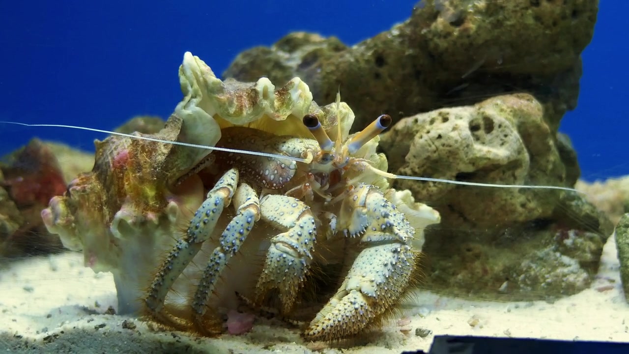 Esplora gli affascinanti comportamenti alimentari dei paguri nel loro vibrante habitat sottomarino.