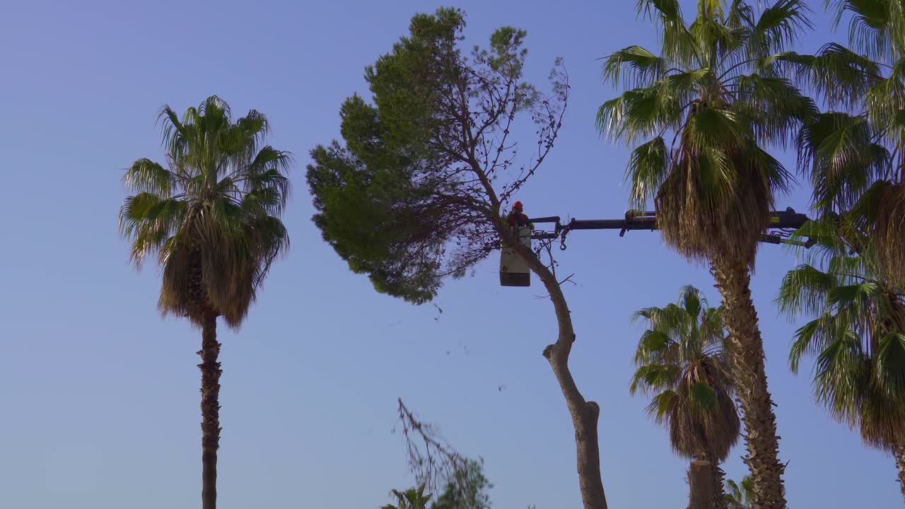trabajador cortando un árbol con una motosierra en la ciudad, repara después de la tormenta en blanes