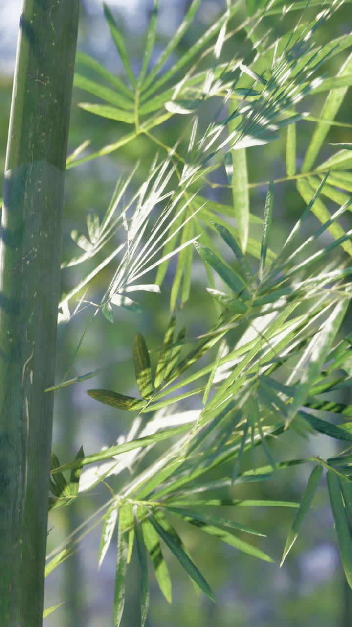 Luce solare che filtra attraverso foglie di bambù verdi in un ambiente naturale