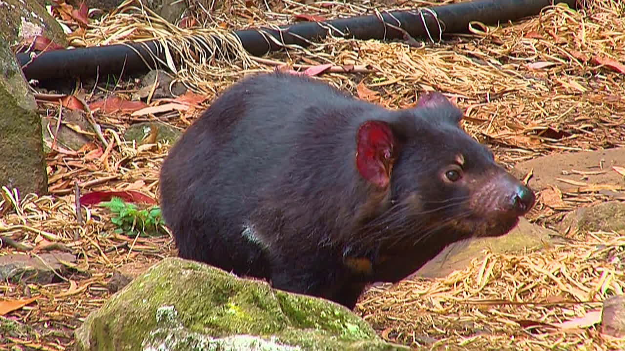 태즈메이니아 세빌이 호주 태즈메이니아를 둘러보고 있습니다.