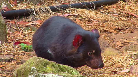 un cevil de tasmania mira a su alrededor en tasmania, australia