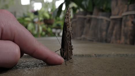 encantadora mariposa interior en el jardín siendo recogida a mano