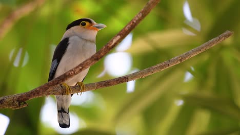 The-Silver-breasted-Broadbill-is-a-famous-bird-in-Thailand,-both-local-and-international