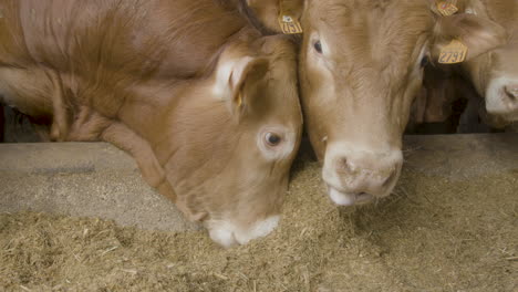 un par de vacas grandes comiendo una mezcla de granos