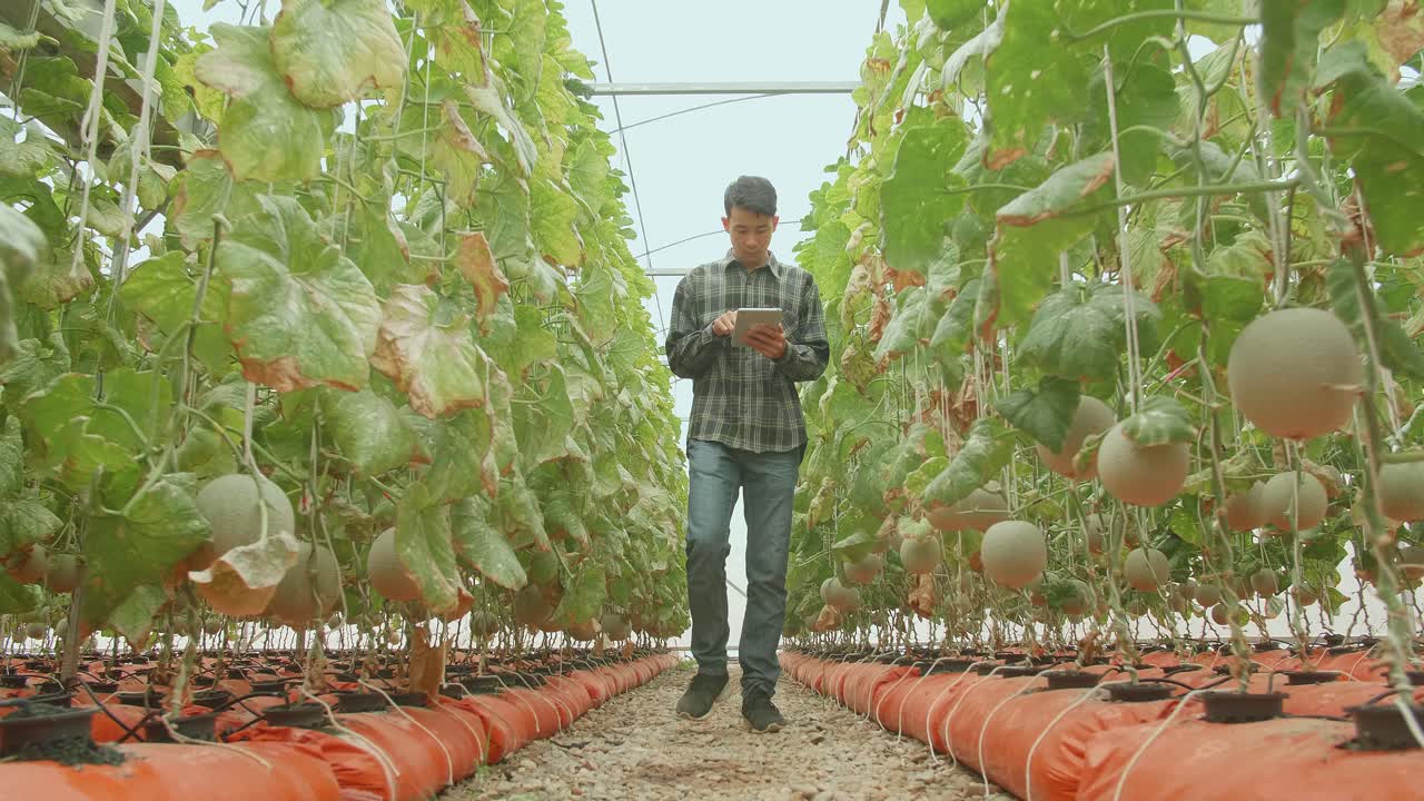 granjero asiático usar tableta y caminar en el invernadero de la granja de melón