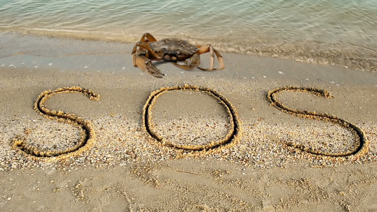 Krabbe og en inskripsjon i sanden, på stranden. Inskripsjonen "SOS" i sanden.