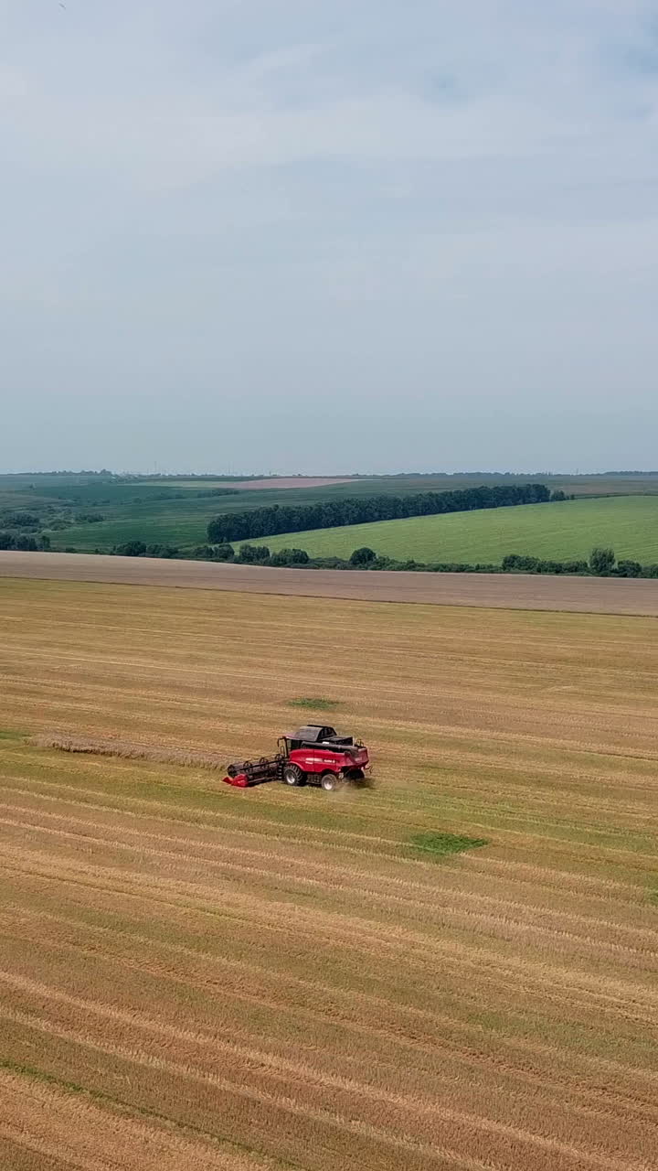 Grain harvest. Agricultural machinery for harvesting grain in action. Aerial view. Vertical video