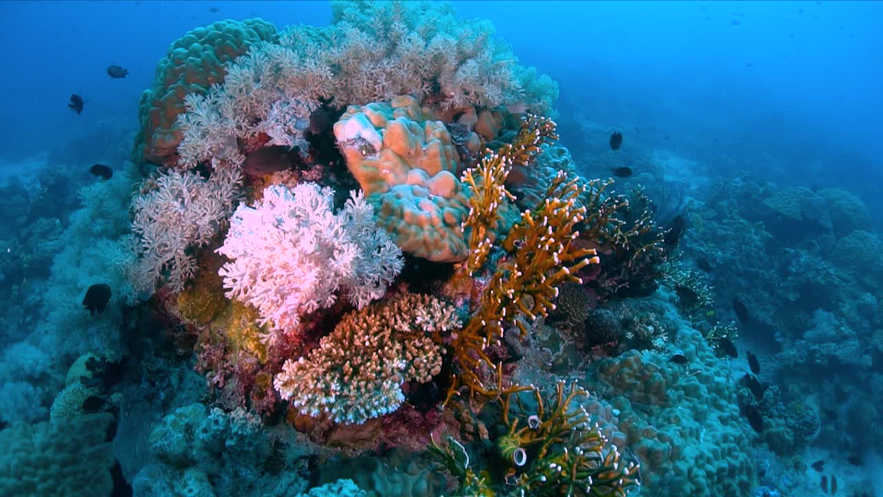 arrecife de coral gigante con corales rosados en filipinas, primer plano