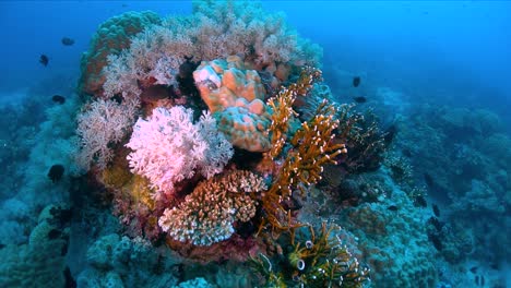 Giant-coral-reef-with-pink-corals-in-Philippines,-close-up-shot
