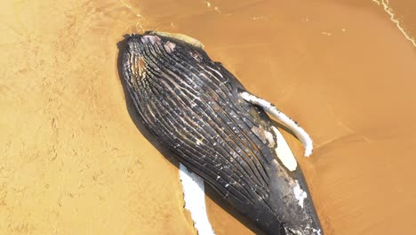 remarkable rising aerial shot of a dead humpback whale lying on an abandoned beach along the skeleton coast of namibia with waves washing in