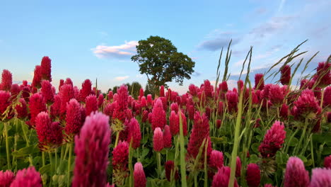 Blühender-Purpurner-Klee-Auf-Dem-Feld-Mit-Einsamer-Baum-Im-Hintergrund