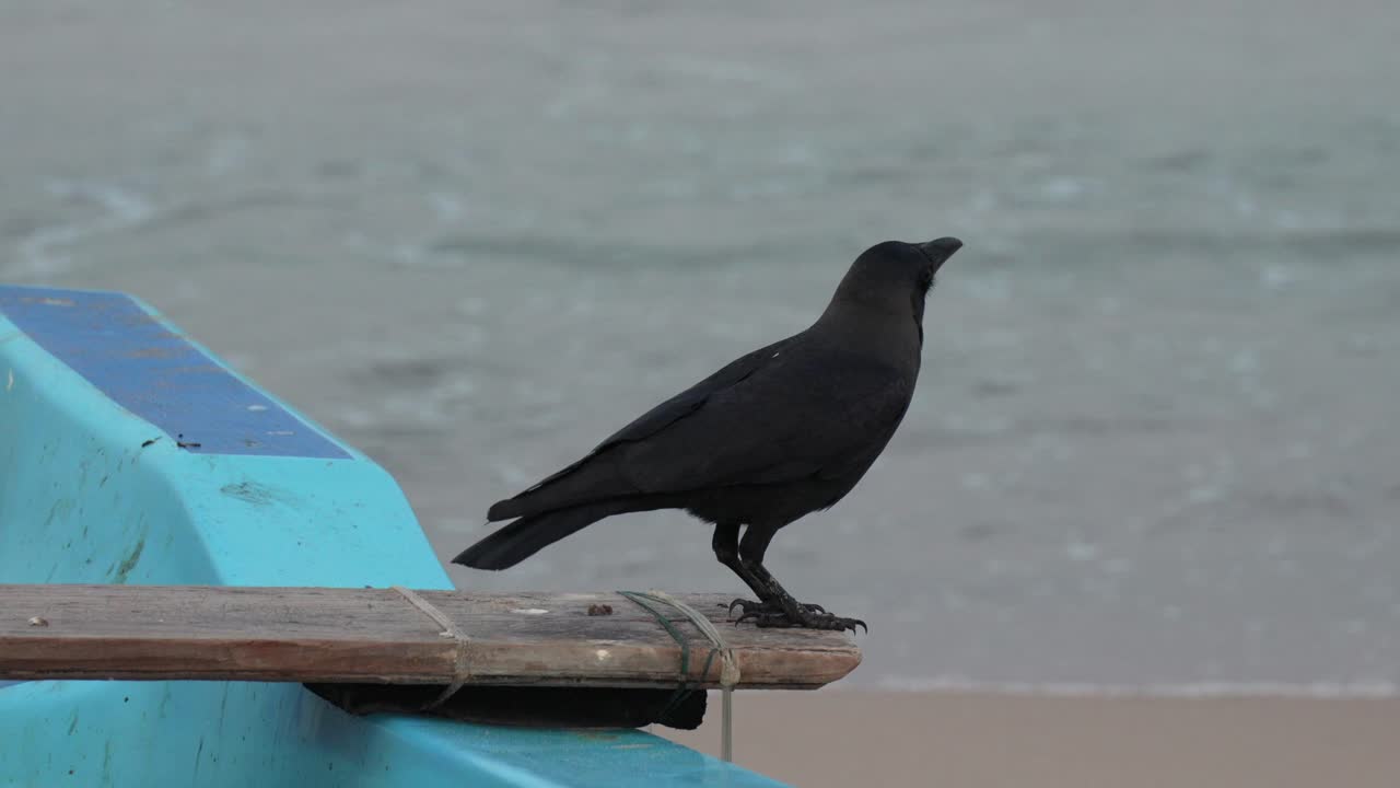 Crow standing calmly on a wooden plank near the sea in Trincomalee, Sri Lanka