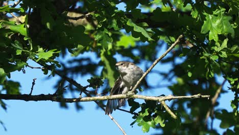 pájaro, papamoscas cerrojillo europeo, posición, en, rama, árbol, día