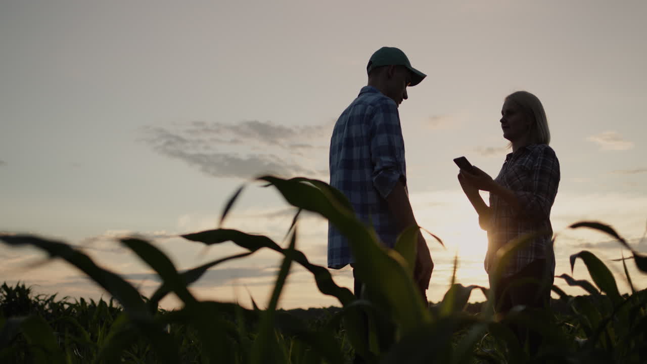 Siluetas de dos agricultores en un campo de maíz.