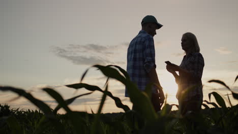 Silhouettes-of-two-farmers-in-a-field-of-corn