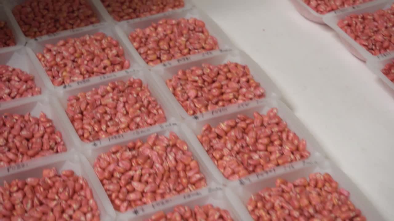 밭에서 농업 과학 실험을 위해 붉은 색 처리 콩