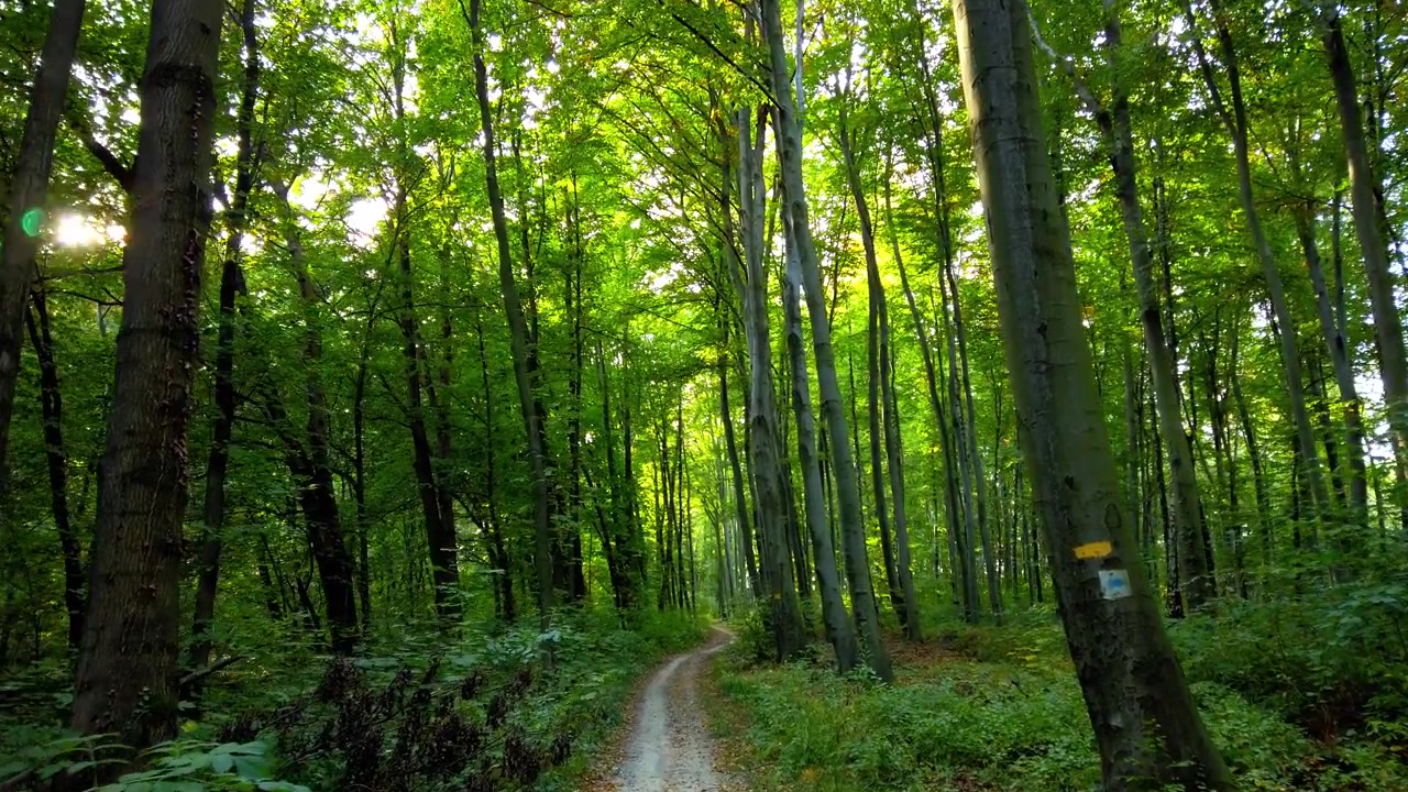 Strada forestale. Riprese in movimento