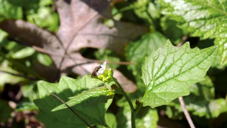 Avispa-De-Abeja-Melífera-Recolectando-Polen-En-Una-Pequeña-Flor-Blanca---Ontario,-Canadá