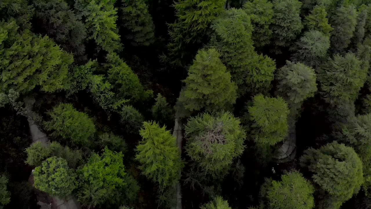 dolly aérea inclinada hacia adelante revela la toma de la ciudad de dharamkot desde los grandes pinos en las colinas, filmada con un dron en 4k