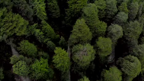 Aerial-Dolly-Forward-Tilt-Reveal-shot-of-Dharamkot-town-from-the-large-Pine-trees-in-the-hills,-shot-with-a-drone-in-4k