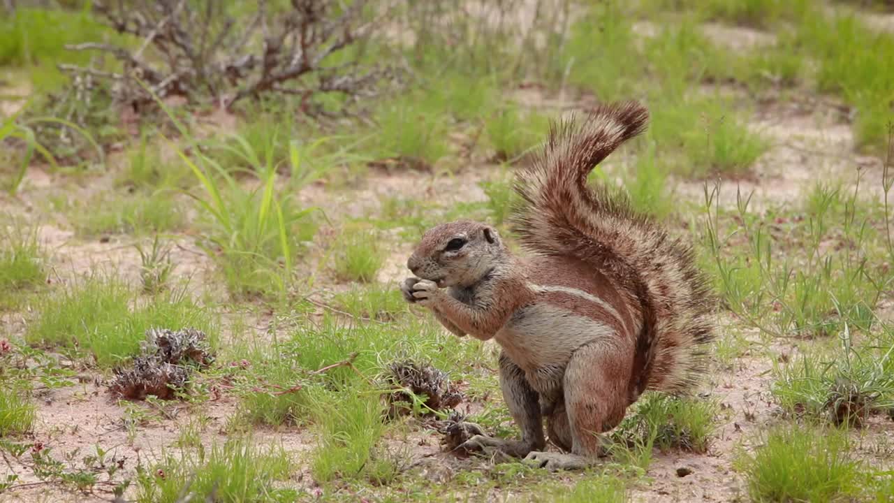 una fotografía de cuerpo entero de una ardilla terrestre africana macho forrajeando y alimentándose mientras está de pie sobre sus patas traseras, parque transfronterizo kgalagadi