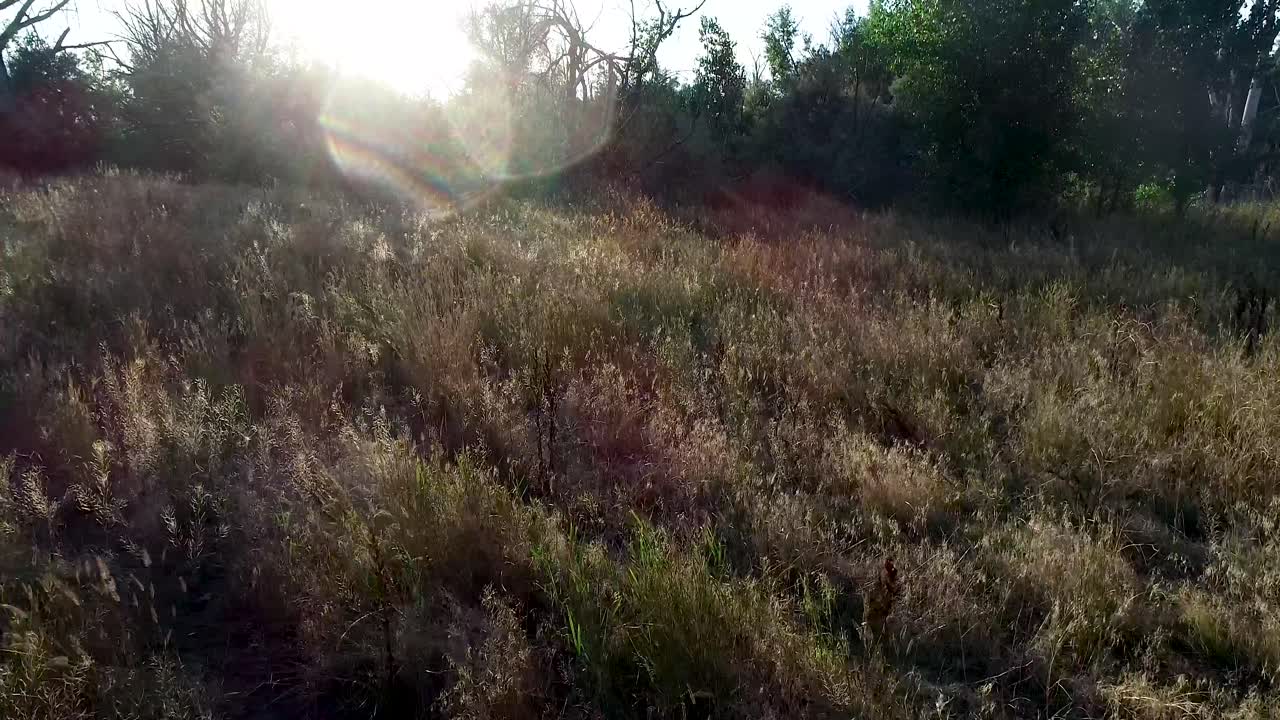un vuelo de drones sobre las plantas en un campo durante la puesta de sol mientras la luz brilla a través de los tallos y las hojas