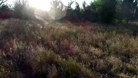 A-drone-flight-above-the-plants-in-a-field-during-sunset-as-the-light-shines-through-the-stems-and-leaves