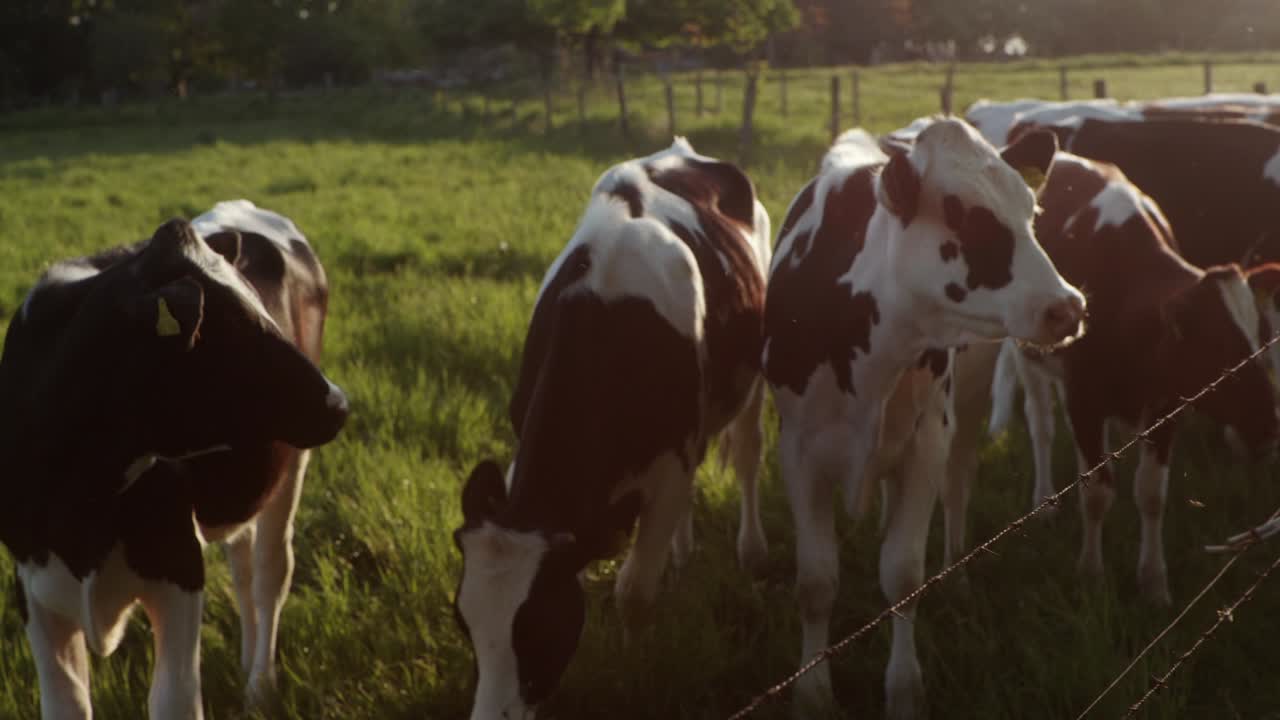 Beautiful backlit scene of cows behind a fence
