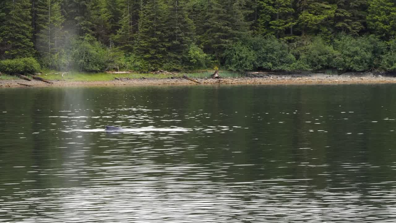 Humpback whale swimming close to the shore. Whale Watching in Sitka, Alaska.