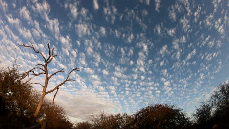 timelapse of scattered clouds moving across sky over african bushveld