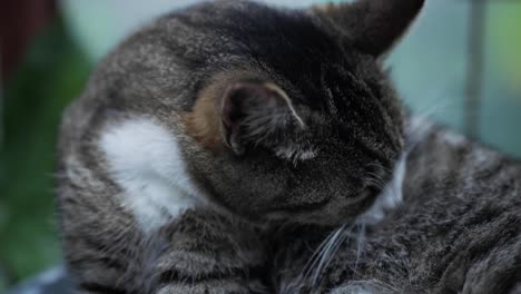 Cute-Cat-Licking-Her-Belly-Clean-and-Bites-of-Dirt-in-a-Small-Greenhouse,-Handheld-Close-Up