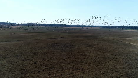 Erstaunliche-Antenne-Der-Wandernden-Versammlung-Von-Vögeln,-Die-Bei-Tageslicht-Mit-Der-Drohne-über-Einem-Feld-Fliegen