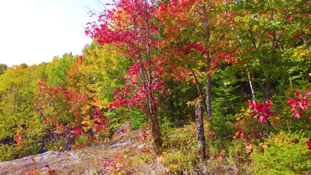 Aerial drone view of fall foliage, Northern Ontario, Canada