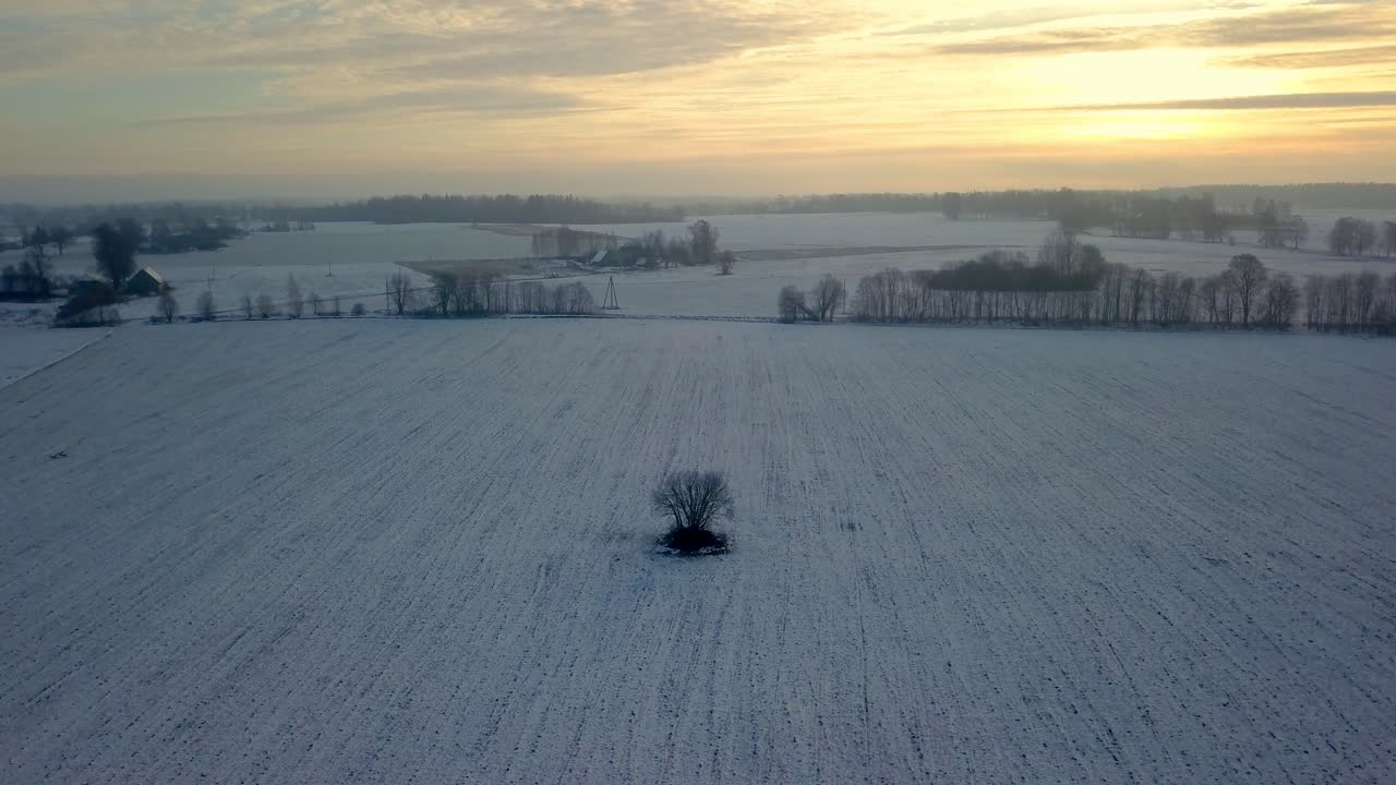 중앙에 고립된 벌거벗은 나무가 있는 눈 덮힌 시골 들판의 아침 전망
