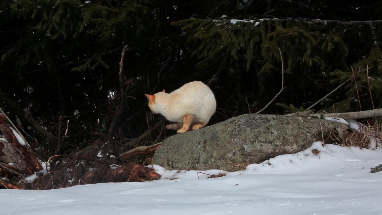 白色オレンジ色の猫が周りを見回して去っていく