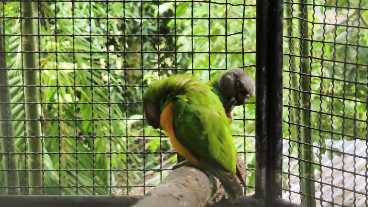 케이지에 힌 무새