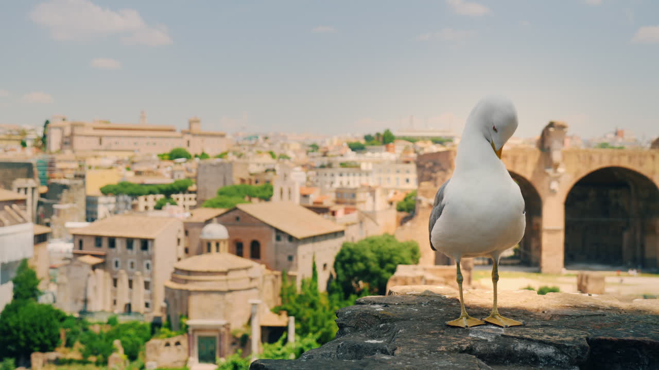갈매기와 로마의 포럼 폐허