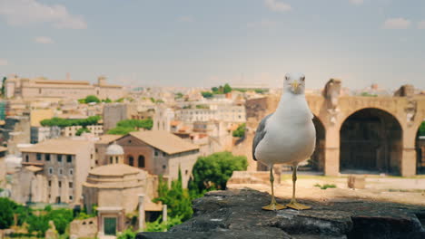 seagull and ruins of forum in rome