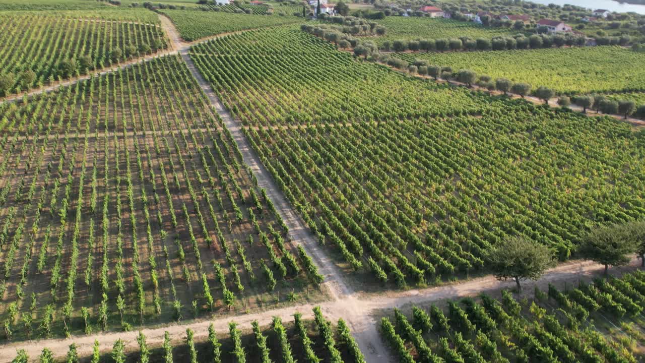 Neat vineyard rows with intersecting dirt paths forming a cross shape in the landscape