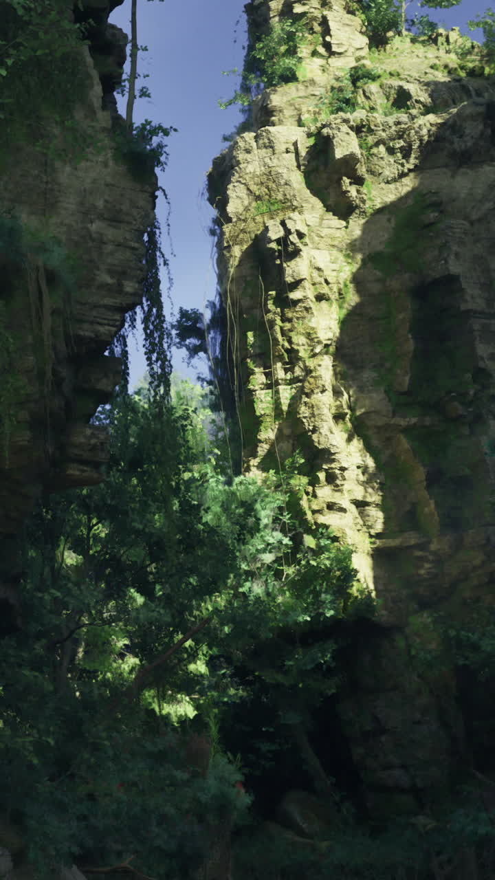 Green plants grow in a rock canyon in a forest during the daytime