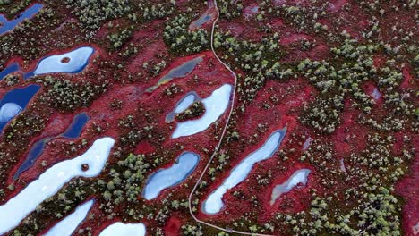 frozen swamp in a remote wilderness area