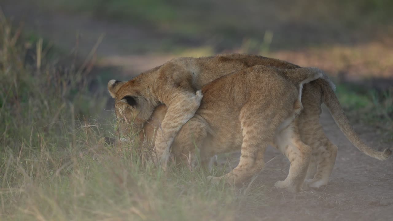 Leeuwenwelpen die met elkaar spelen 2 van 2
