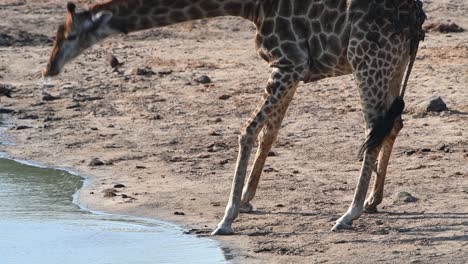 Una-Cámara-Lenta-De-Una-Jirafa-Bebiendo-En-Un-Abrevadero-En-El-Parque-Nacional-Kruger